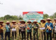 Polres Tanggamus Bersama Pemkab dan Kelompok Tani Panen Perdana Jagung Kuartal IV