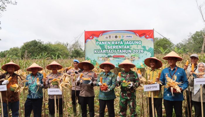 Polres Tanggamus Bersama Pemkab dan Kelompok Tani Panen Perdana Jagung Kuartal IV